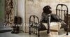 maud 15% off bed of the month